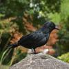 Simulated Feather Crow Halloween Party Supplies Decoration Photography Scene Props Feather Crow Decoration
