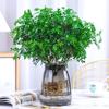 Hydroponic Fragrant Wood Indoor Plant | Insect & Mosquito Repellent | Evergreen Year-Round Desktop Decor