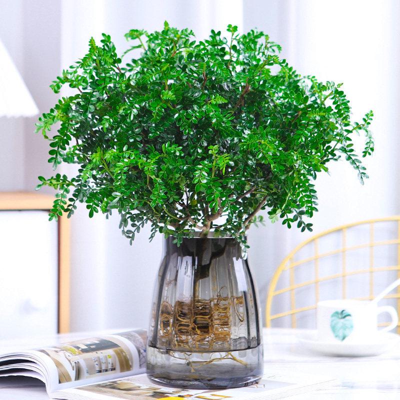 Hydroponic Fragrant Wood Indoor Plant | Insect & Mosquito Repellent | Evergreen Year-Round Desktop Decor