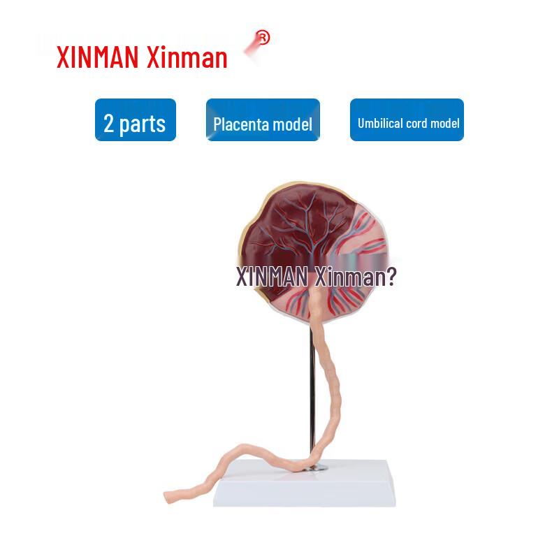 XINMAN Placenta Umbilical Cord Model