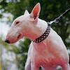 PU Dog Collar with Spike Rivet Adjustable Anti-Bite Pet Collars for Small Medium Large Dogs Bull Terrier Doberman Pinscher