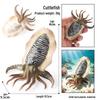 Simulationsmodelle von Meerestieren: Qualle, Oktopus, Meeresgarnele, Seeanemone, Tintenfisch, Pfeilschwanzkrebs, Flusskrebs, Pfeilkraut