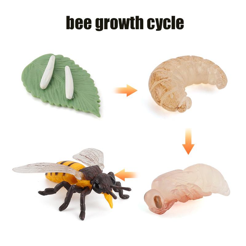 Life Animal Cycle Board Children Toys Montessori Teaching Aids Plant Animal Growth Cycle Model Set Preschool Cognitive Toys