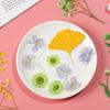 Real Natural Dried Flowers Pressed Flowers Resin Mold Fillings Flower for DIY Candle Resin Crafts Jewelry Nail Art Beauty Decal