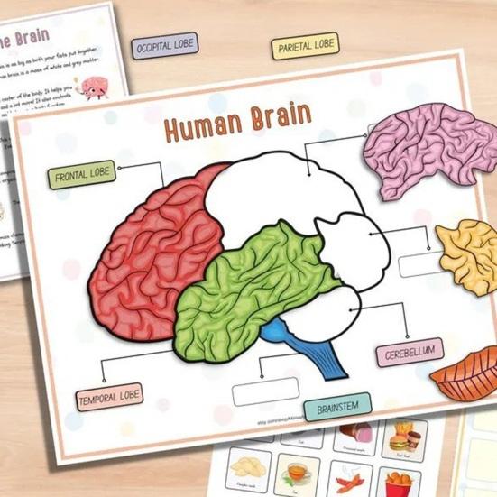 Anatomie des Menschen: Beschäftigungsbuch für Vorschulkinder im Kindergarten, Körperteile, Lernaktivitäten, Buch, interaktives pädagogisches Buch zum Entschlüsseln von Körpergeheimnissen