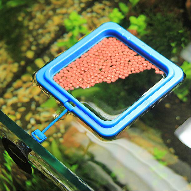 Clearance Small Aquarium Fish Feeding Ring