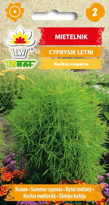  Green Mietelnik Flower Seeds 1g for the Garden
