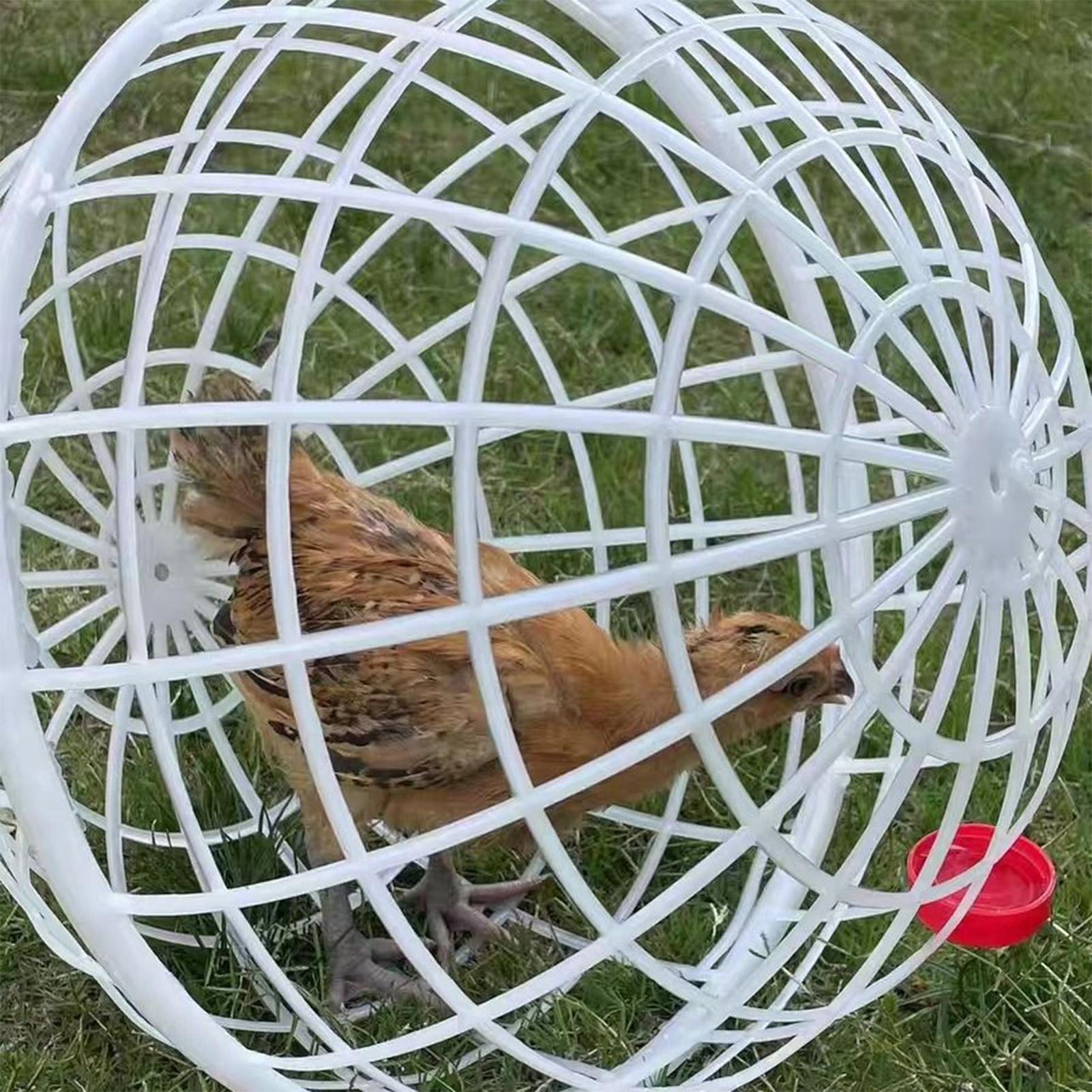 3pcs Spherical Chicken Ball Cage Outdoor Rolling Exercise Pen For Safe Free Range Feeding Backyard Farm Pet Safety Run Cage