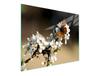 GLAS-SCHNEIDEBRETT 52x30 PFLAUME