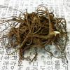 Domestic Fresh Angelica 600g 1 Pcs