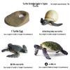 Pediatric Learning Model: Plastic Animal Growth Cycles - Frog, Butterfly, Rooster, Sea Turtle, Chinese Horseshoe Crab