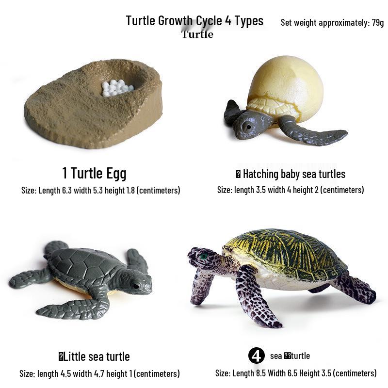 Pediatric Learning Model: Plastic Animal Growth Cycles - Frog, Butterfly, Rooster, Sea Turtle, Chinese Horseshoe Crab