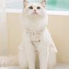 Spring and summer thin daisy skirt lace collar cat and dog clothing two-legged casual wear
