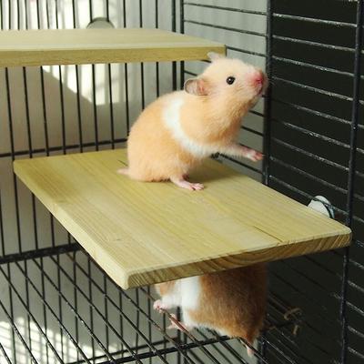 hamster and parrot