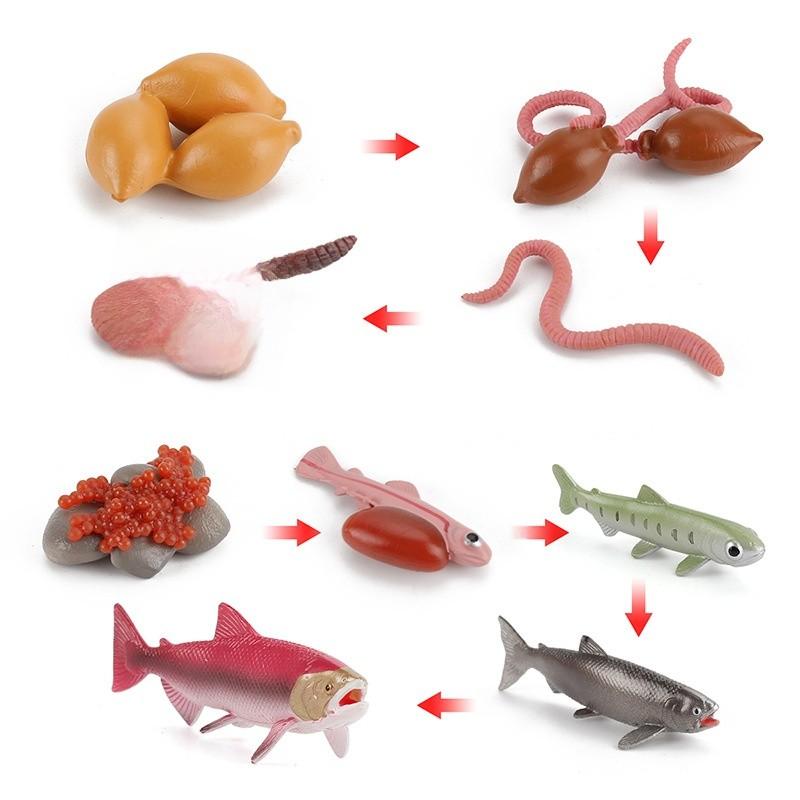 Childrens Educational Animal And Insect Growth Cycle Pvc Earthworm Octopus Model Set For Kids Learning And Activities