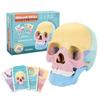 4D Human Skull Model STEM Educational Toy for Kids - Interactive Science and Anatomy Assembly Kit