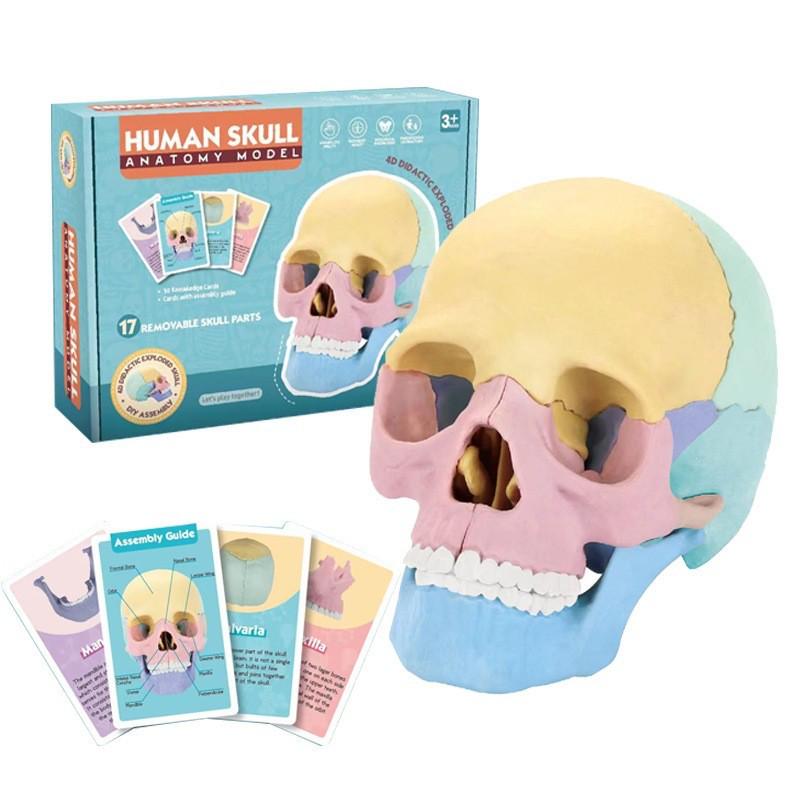 4D Human Skull Model STEM Educational Toy for Kids - Interactive Science and Anatomy Assembly Kit