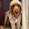 Yousheng Pet Raincoat Transparent Waterproof Hooded Dog Four-legged Rain Out Clothes for Small Large Dogs