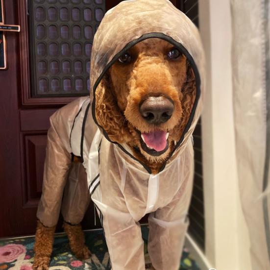 Yousheng Pet Raincoat Transparent Waterproof Hooded Dog Four-legged Rain Out Clothes for Small Large Dogs