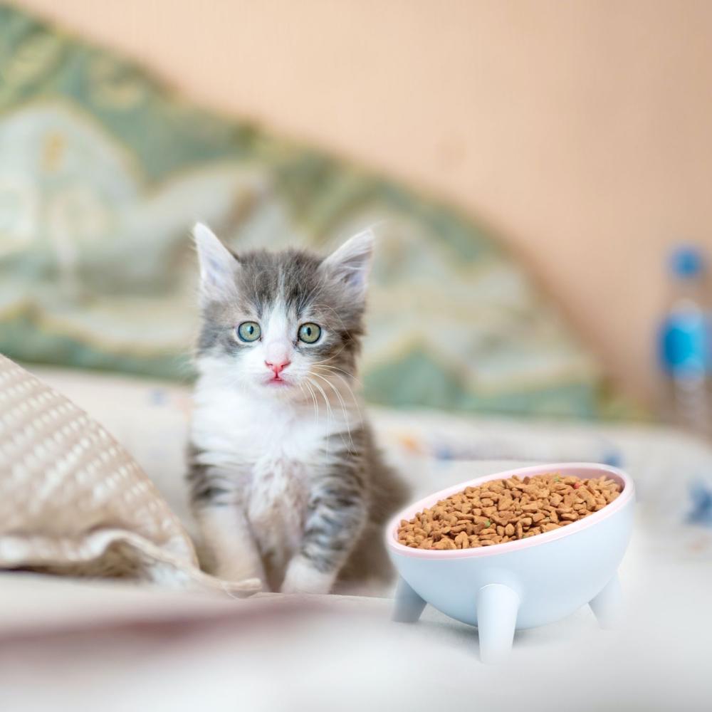 

Cat Food Bowl Raised Cat Bowl Tilt The Cat Bowl Cat Bowl Cat Food Bowl Anti-backflow Cat Food Bowl