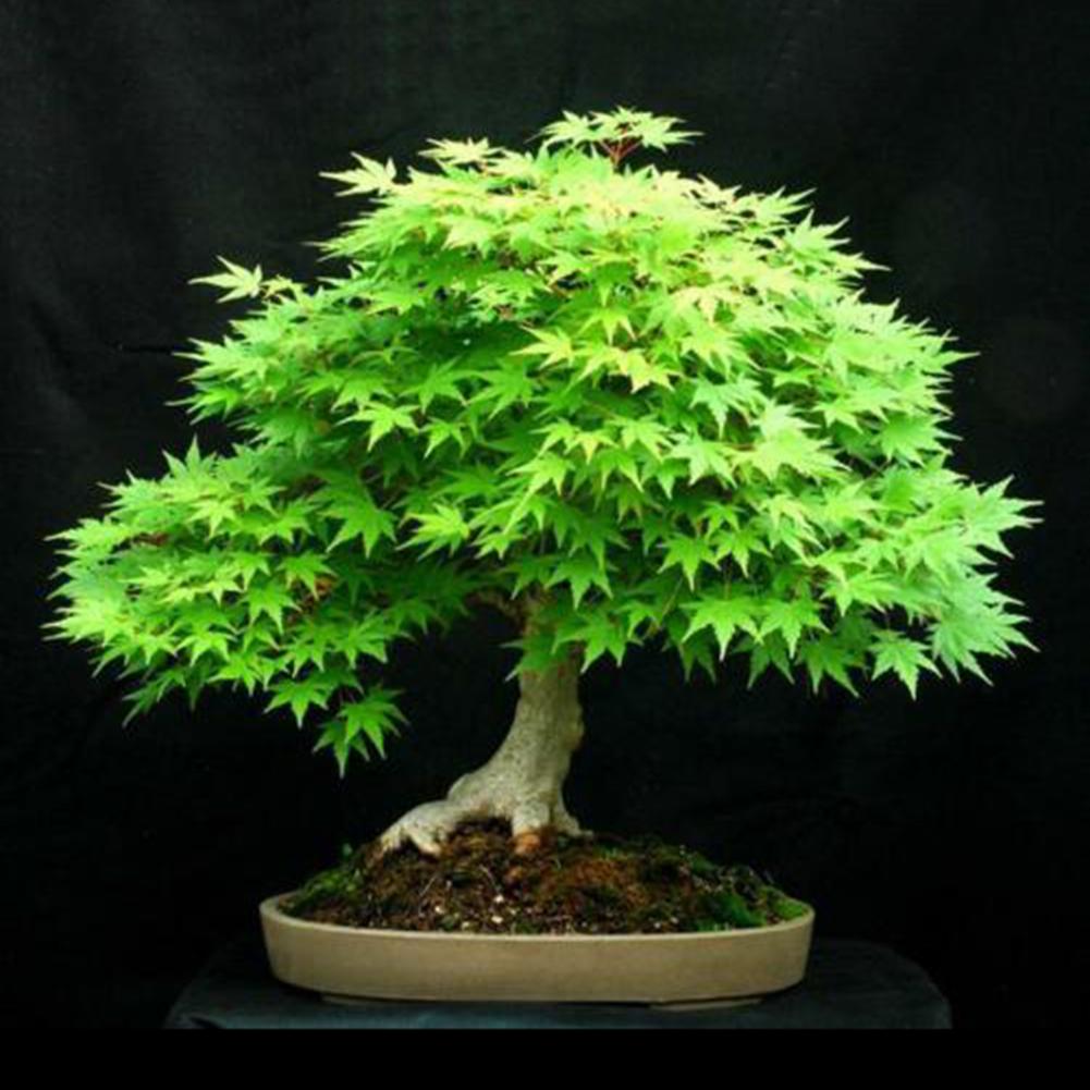 Dark Blue Maple Tree Seeds hfjeigbeujfg Garden Seeds,30Pcs Japanese Maple Tree Seeds Acer Palmatum Plant Home Garden Bonsai Decor