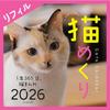 Cat Calendar 2026 Calendar Daily Refill, Calendar, CK-C26-02