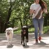 Strong Dual Dog Leash Double Dog Leash 360 Swivel No Tangle Double Dog Walking Training Leash Comfortable Pet Leads for Two Dogs
