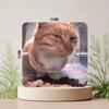 Grappige Kat Memes Koelkastmagneet Gepersonaliseerde Creatieve Magnetische Stickers Met Magneten