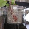 Hydroponic Planting Basket for Fish Tank Aquarium Water Grass Cup Multiple Plant Landscape Bubbles Fish Bubbles