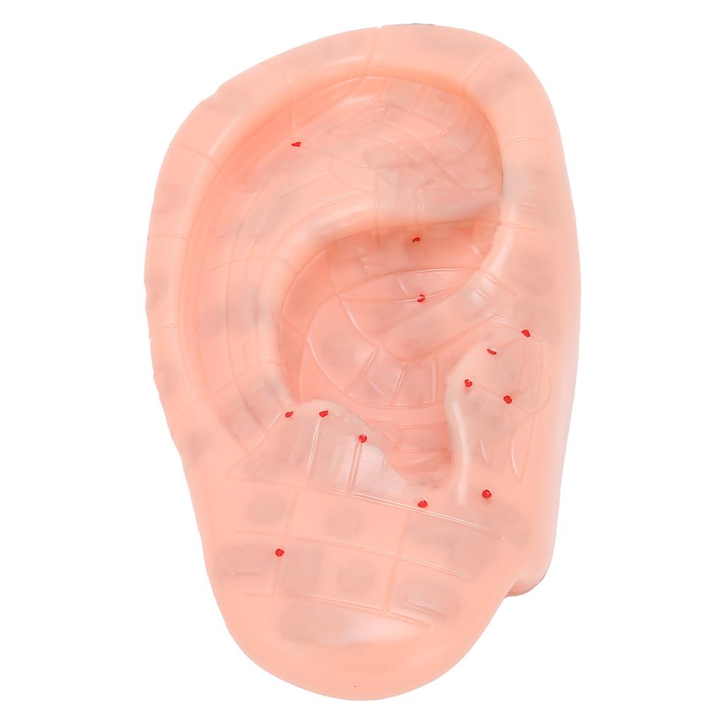 Ohrzonenmodell Ohr-Akupunkturpunkt Druckpunkt Lernen Menschliches Akupunkturmodell 13cm