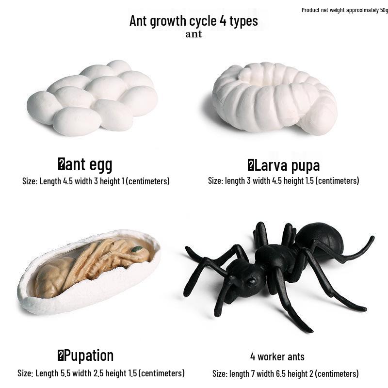 Frog Life Cycle Model Set: Tadpole to Frog Educational Toys for Kids