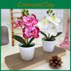 Phalaenopsis Flower Botanical Props For Bridal Events And Decor Party