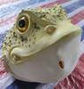 Golden Toad Mask, Halloween Funny Party Dress Up, Makeup Ball Props, Latex Animal Headgear,Role Playing Props