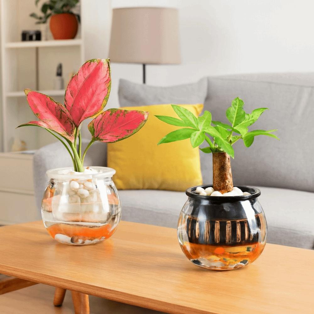 Multi-functional Transparent Hydroponic Vase Plastic Mini Fish Tank Decorative Flower Pot Office