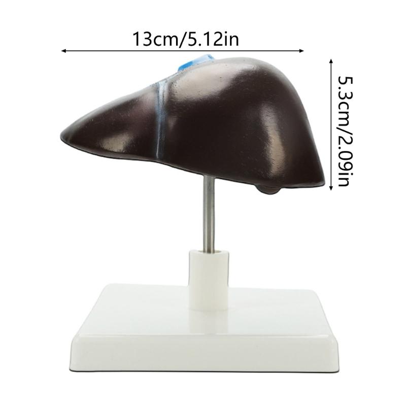 Menschliches Leberstruktur-Anatomie-Modell Lebensgroßes Anatomisches Menschliches Lebermodell für Lehre, Forschung, Klinische Umgebungen