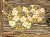 [USED]Aizu Yamago Paulownia Wood Maki-e (Lacquer Art) "Hana-temari" Mini Chest / Small Cabinet / Accessory Box – 2-Drawer Unit – Paulownia Craftwork
