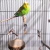 Vogelsitzstangenständer, 8 Stück, Stange aus natürlichem Traubenholz, stehender Papageienkäfig, Astpfoten-Schleifgabel, Sittichplattform, Hängematte für Conures, Wellensittiche, Finken