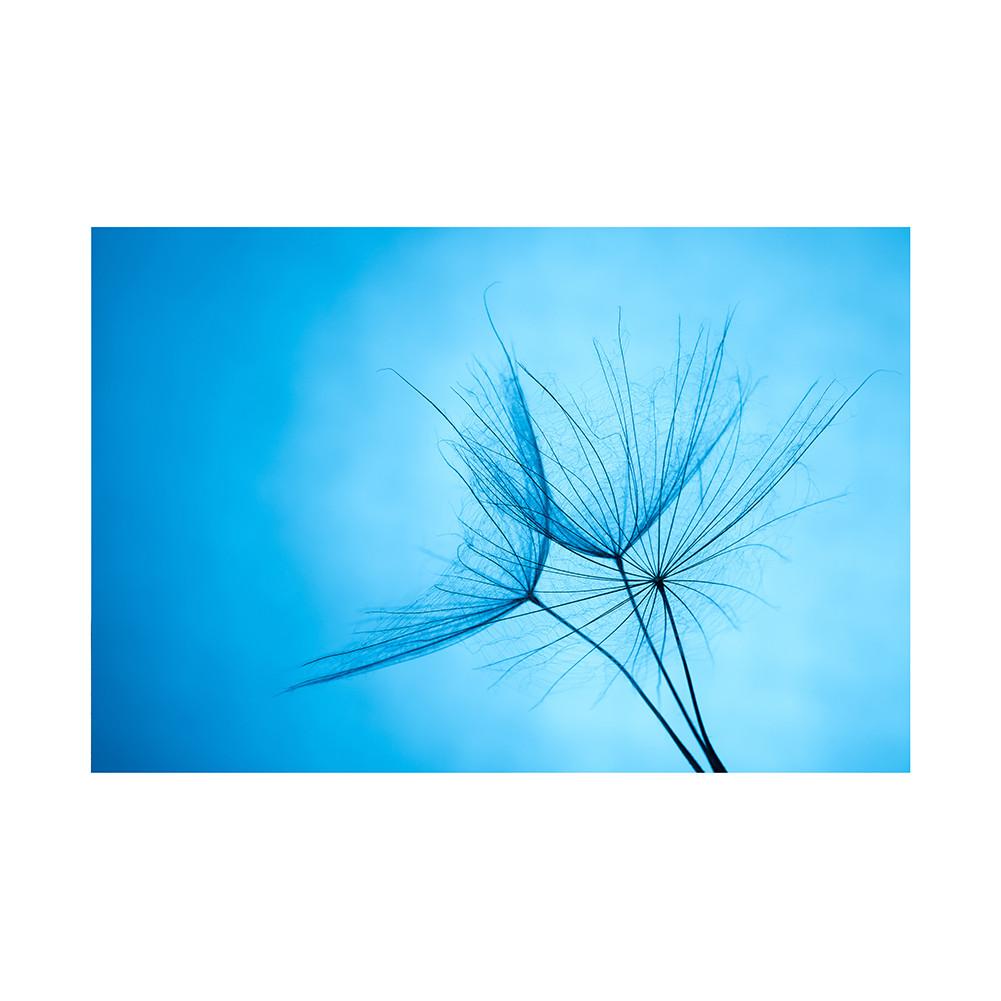 Romantic Dandelion Background Tapestry for Events,Party Banner,Home Decor,Weddings,Photo Booths