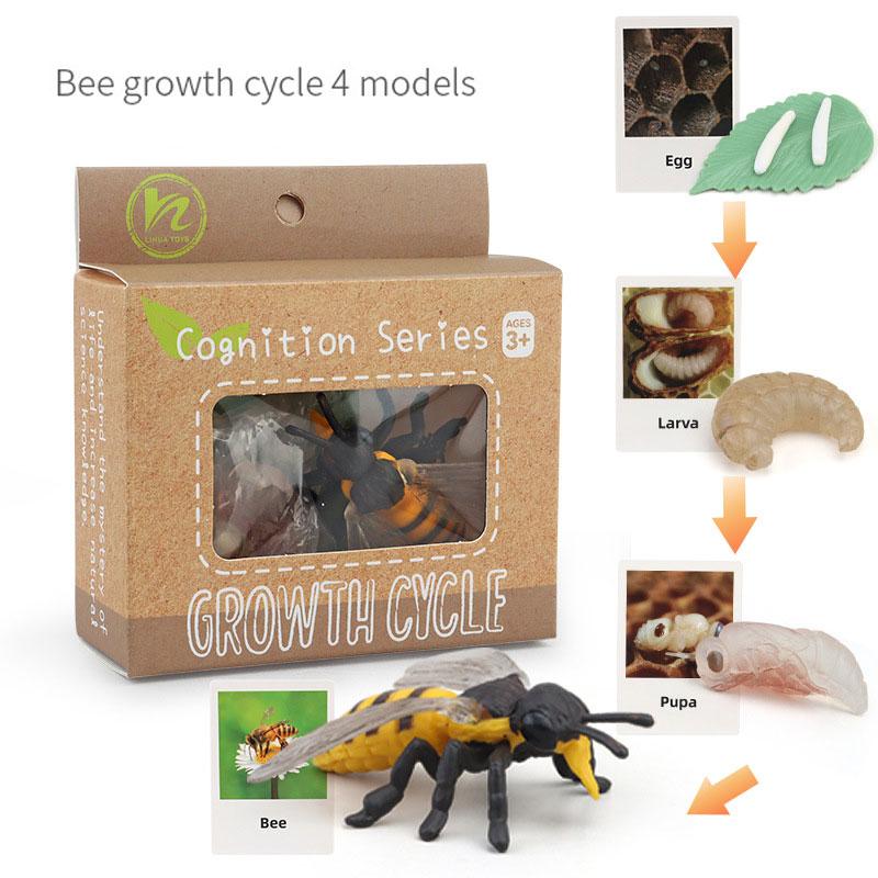 Toys Model Educational Simulated Animal Card Set Insect Plant Growth Cycle Cognitive Montessori Parish Home Open Learning Kids