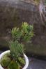 Japanese White Pine Bonsai, 1 Pot, Shigaraki Potted, Gift, Houseplant, Bonsai