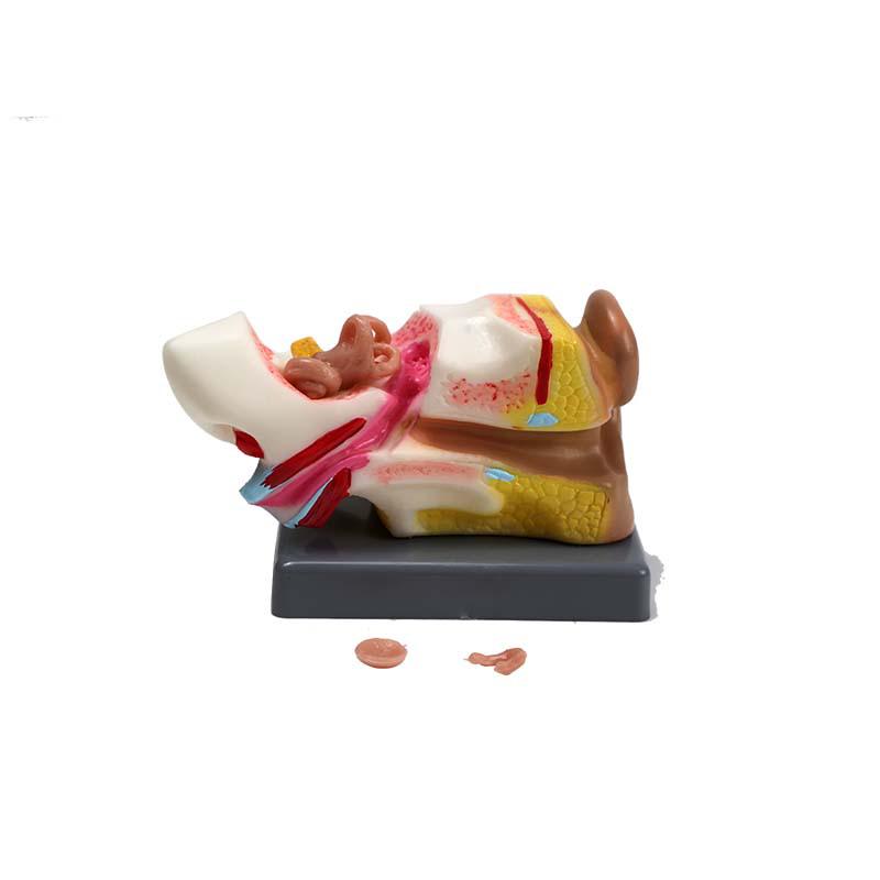 Mini 4D Human Ear Anatomy Model - 22-Part Ear Structure for Dissection & Teaching