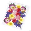 Dried Flowers DIY Decorative for Resin Jewelry Making Crafts Nail Stickers