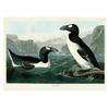 John James Audubon Great Auk Print