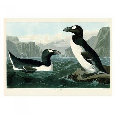 John James Audubon Great Auk Print