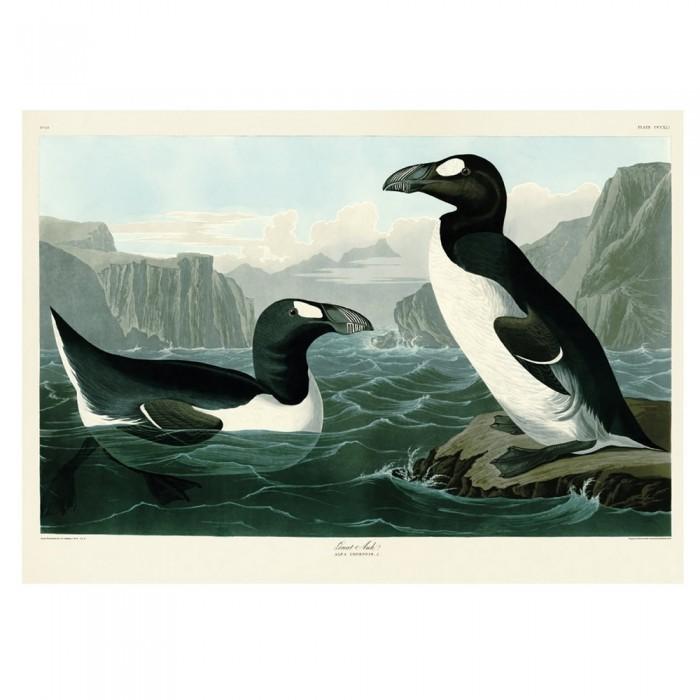 John James Audubon Great Auk Print