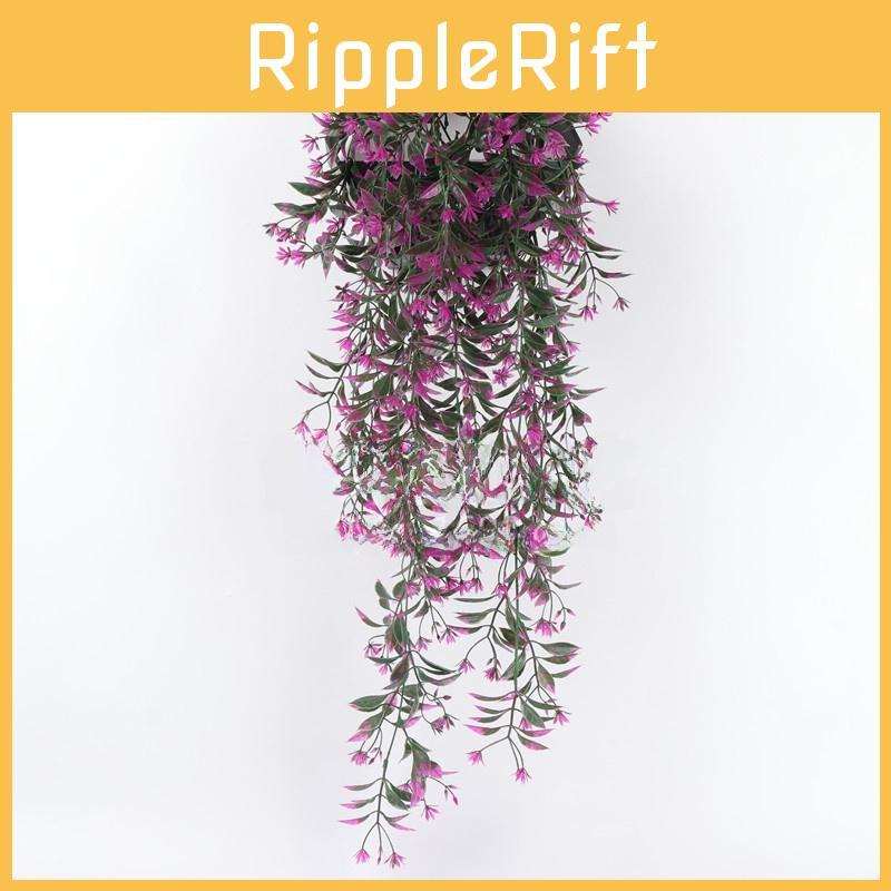 Chlorophytum Indoor Comosum Wall Hanging Plant For Living Room And Bedroom