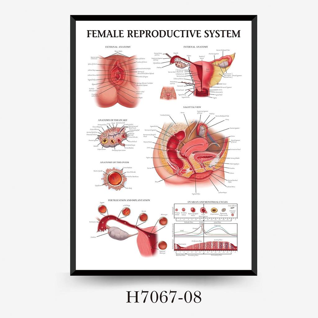 Human Tissue Structure Muscle Gym Medical Education Decorative Canvas Painting Poster Wall Art for Home Decor