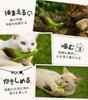 HOLYCAT Cat Toy, Insect-Shaped Cat Teaser with Natural Feathers, Perfect for Solo Play, Includes Bell, Popular Cat Toy, Fishing Pole, Unique Design,