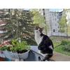 Safety Cat Netting-Cat Anti Fall Netting,Garden Net Anti Bird Net with Wire Reinforce,Bite Resisant Cat Net Fence for Balcony