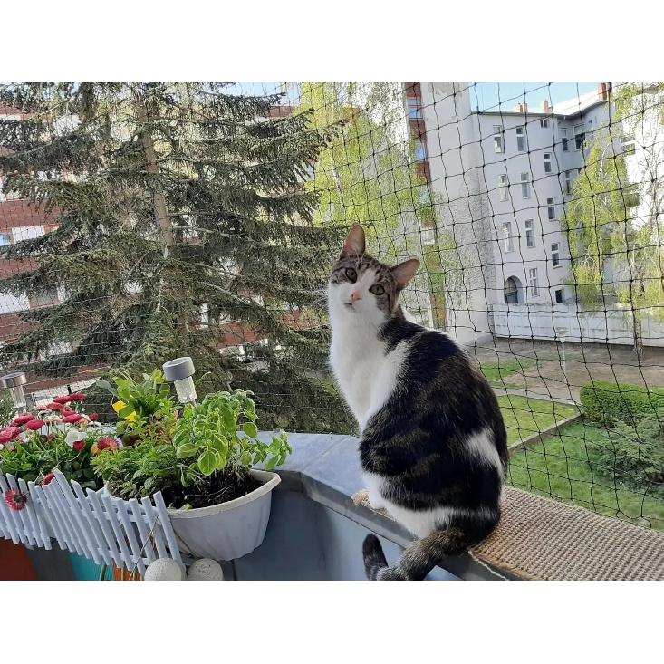 Safety Cat Netting-Cat Anti Fall Netting,Garden Net Anti Bird Net with Wire Reinforce,Bite Resisant Cat Net Fence for Balcony